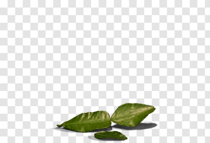 Kaffir Lime Leaf United States Of America Ginger - Plant - Background Transparent PNG