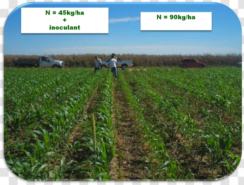 Soil Cash Crop Nitrogen Fixation Natural Environment Agriculture - Sustainable Development Transparent PNG