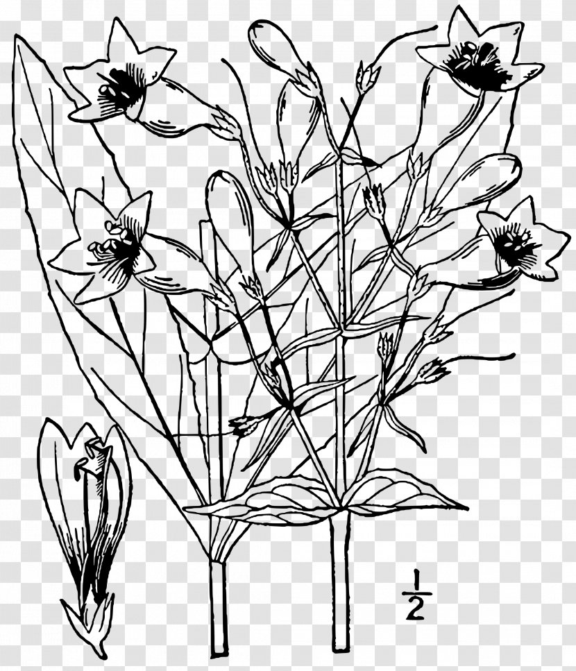 Foxglove Beardtongue Twig Lady's Glove Petal Plant - Beardtongues Transparent PNG