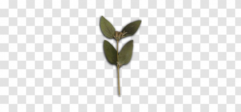 Leaf Plant Stem Flower Branching - Salvia Transparent PNG