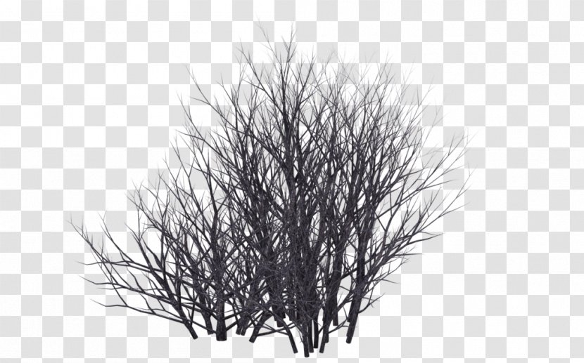 Shrub Tree - Drawing - Snow Transparent PNG