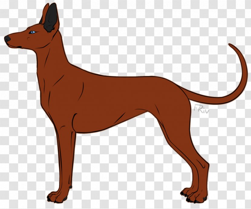 Dog Breed Pharaoh Hound Whiskers Macropodidae Snout - Extinction - American Kennel Club Transparent PNG