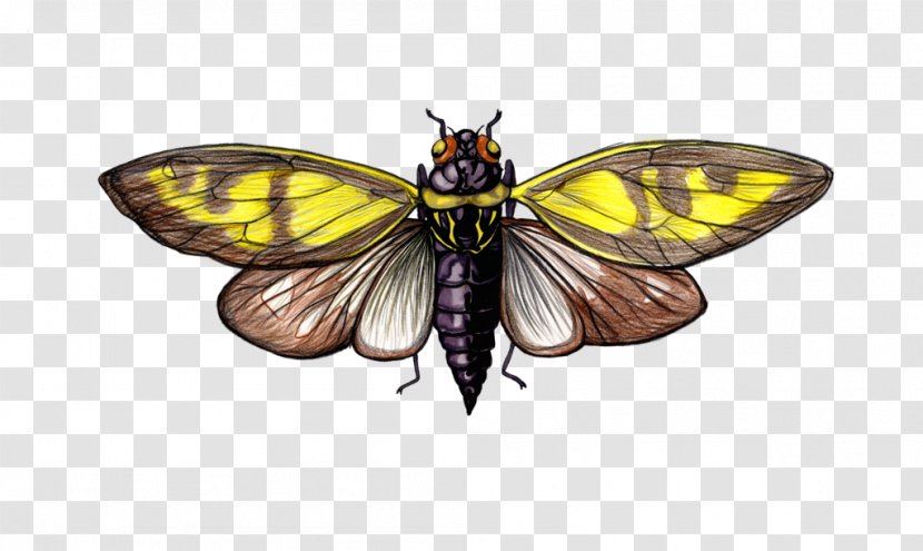 Monarch Butterfly Pieridae DeviantArt Moth - Moths And Butterflies - Pest Transparent PNG