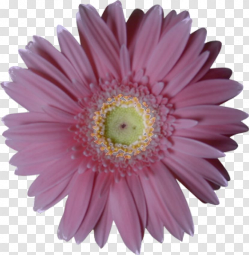 Flower Bouquet - Daisy Family - Camomile Transparent PNG