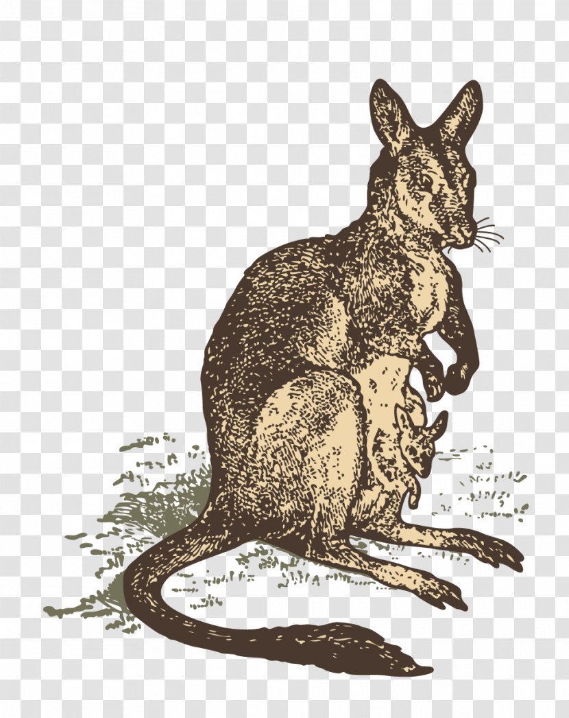 Kangaroo Macropodidae Illustration - Wildlife - Hand Painted Material Transparent PNG