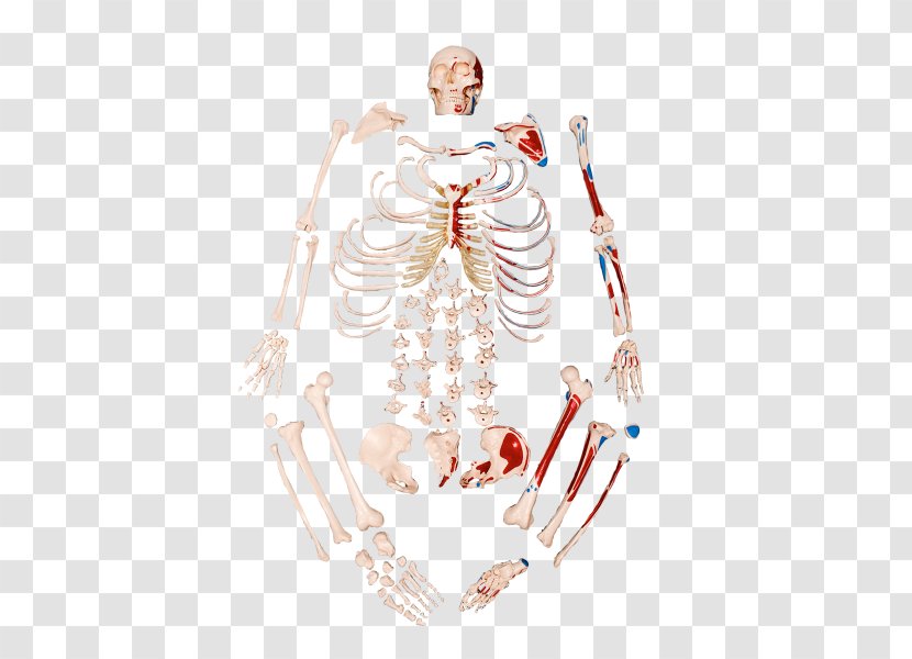 Human Skeleton Anatomy Bone Inserção Muscular - Cartoon Transparent PNG
