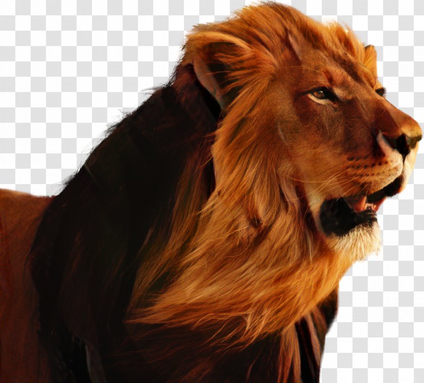 Lion Khodahafez Cat Music Whiskers - Hair Transparent PNG
