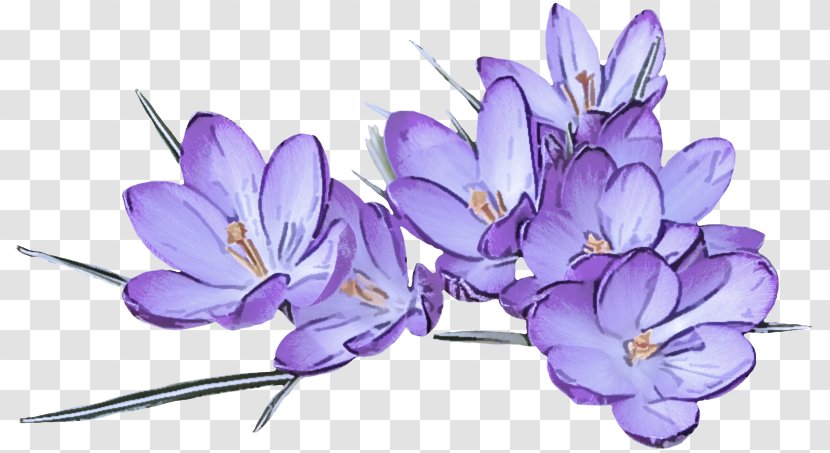 Lavender - Violet - Purple Transparent PNG