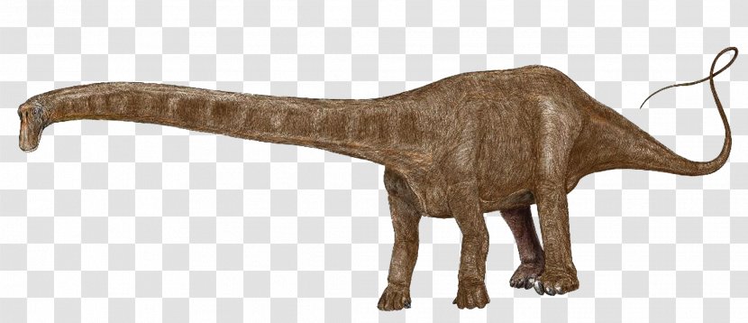 Plateosaurus Dinosaur Size Seismosaurus Apatosaurus - Fossil Transparent PNG