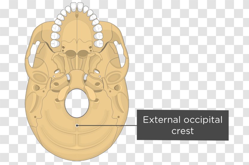 Pterygoid Processes Of The Sphenoid Medial Muscle Bone Lateral - Pyramidal Process Palatine - Skull And Transparent PNG