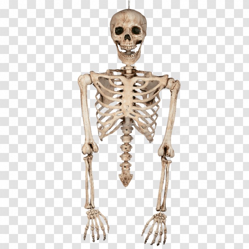 Human Skeleton Bone Torso Body - Muscle - Bones Transparent PNG