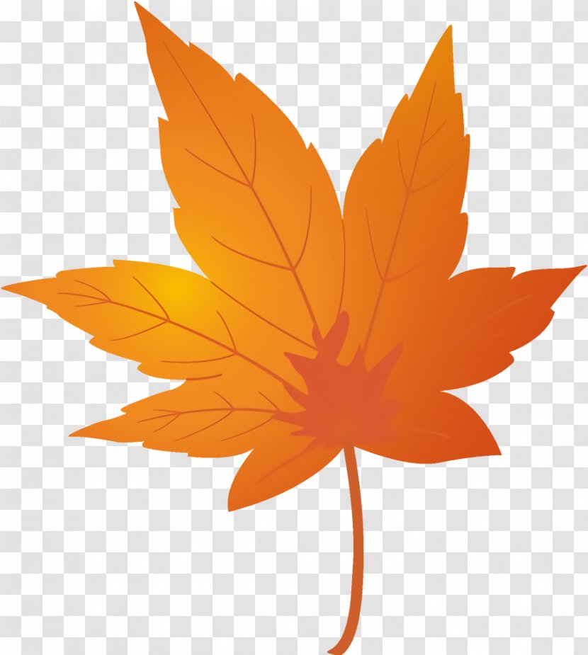 Maple Leaf Autumn Yellow - Plant - Woody Transparent PNG