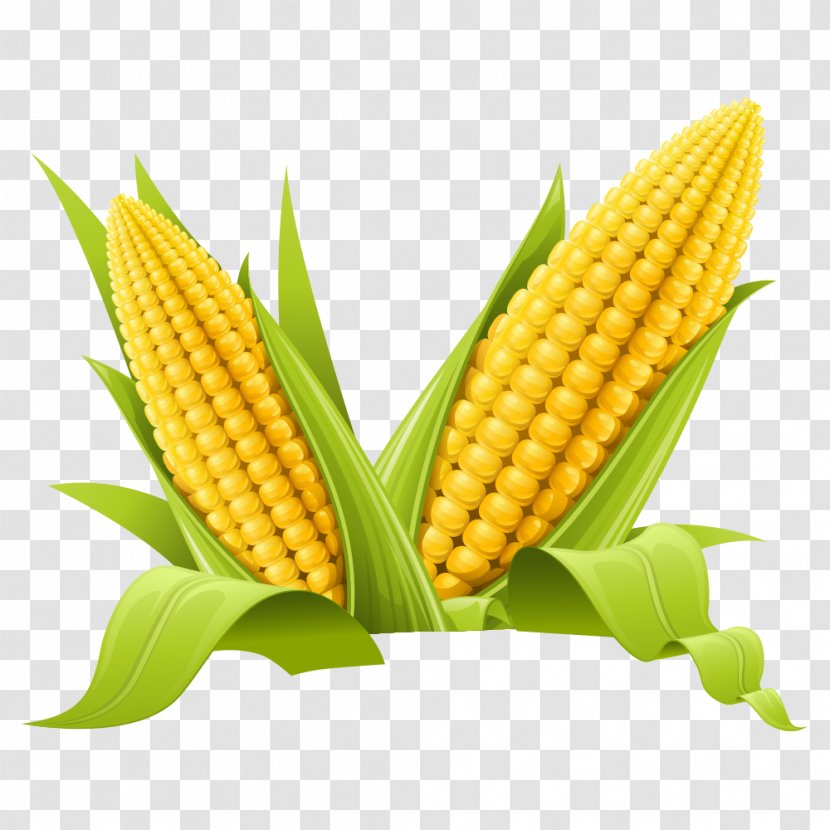 Maize Clip Art - Food - Corn Transparent PNG