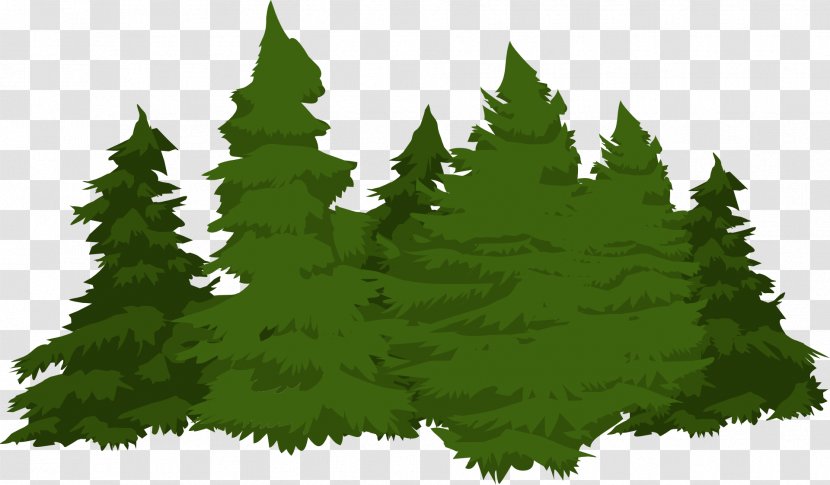 Forest Pine Conifers - Leaf Transparent PNG