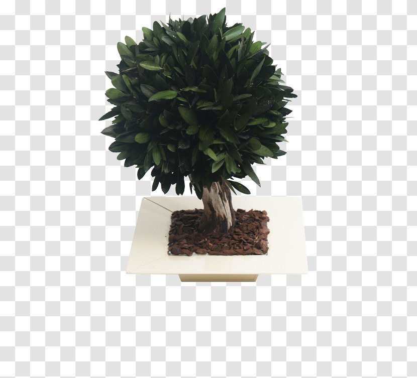 Bonsai Flowerpot Tree - Houseplant Transparent PNG