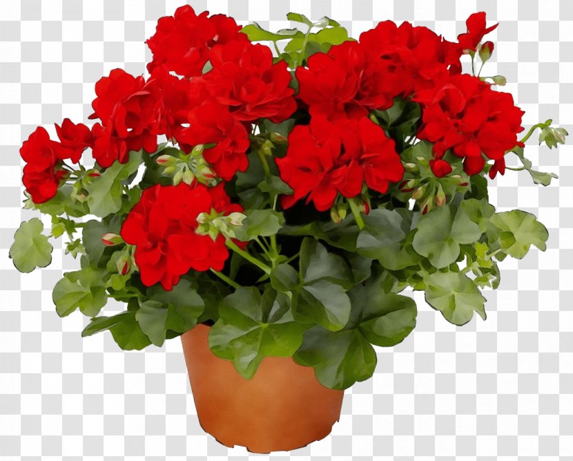 Flower Flowering Plant Red Flowerpot - Annual - Geranium Transparent PNG