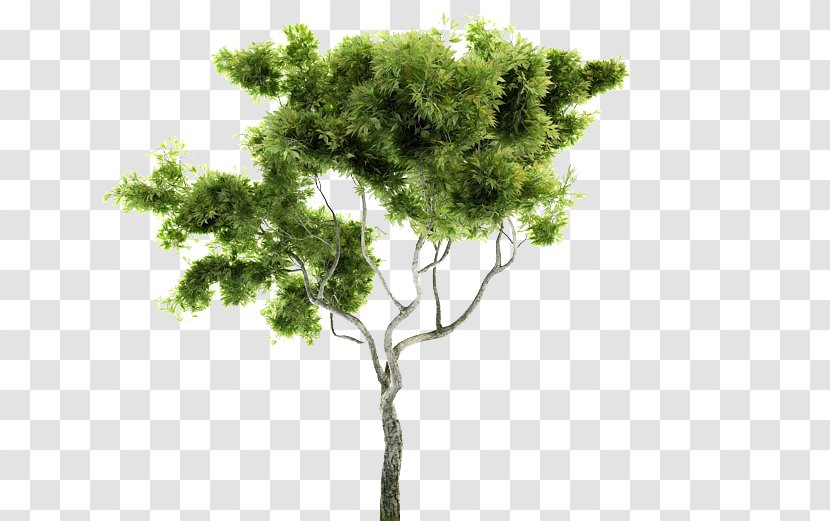 Indoor Bonsai Tree 3D Modeling Computer Graphics - 3d Transparent PNG