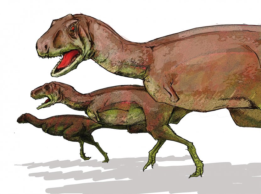 Aucasaurus Carnotaurus Tarascosaurus Abelisaur Tyrannosaurus - Thyreophora - Dinosaur Transparent PNG