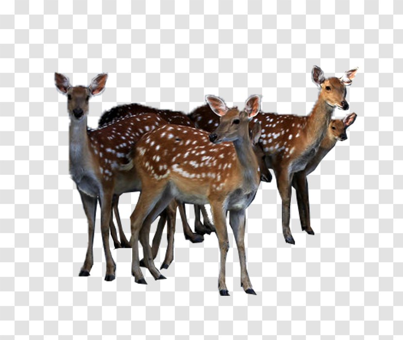Reindeer White-tailed Deer Sika Transparent PNG