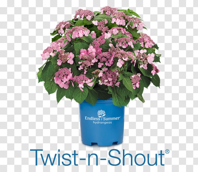 French Hydrangea Flower Arborescens Soil PH Twist And Shout - Nursery Transparent PNG