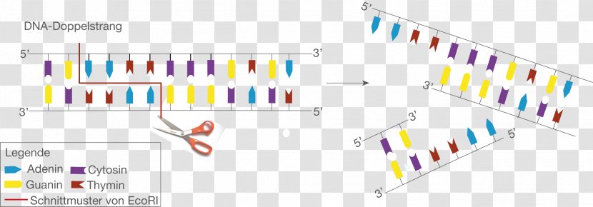 Restriction Enzyme EcoRI Sticky And Blunt Ends DNA Replication - Document - Plot Transparent PNG