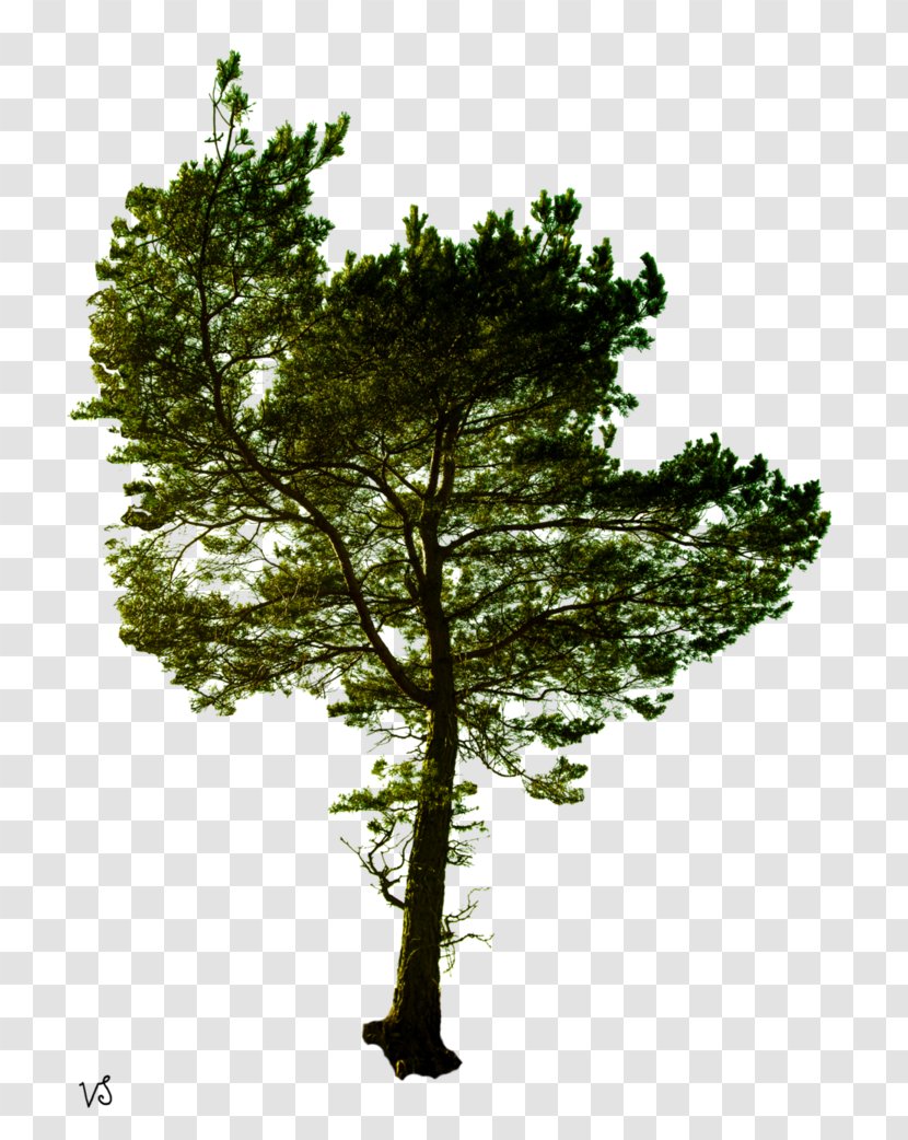 Pine Tree Photography Royalty-free - Evergreen Transparent PNG