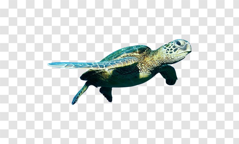 Green Sea Turtle - Leatherback - Turtles Transparent PNG