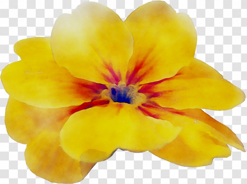 Primrose Yellow Family M Invest D.o.o. Violet - Petal - Primula Transparent PNG