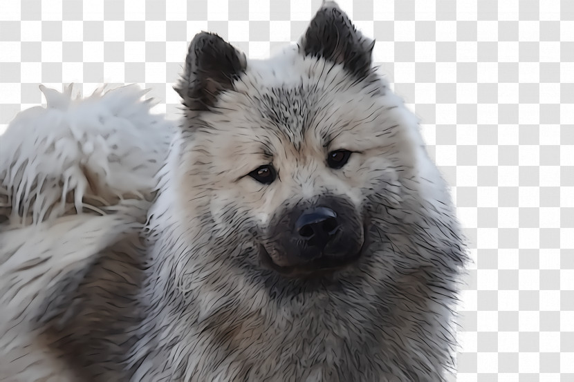 Dog Greenland Dog Eurasier Spitz German Spitz Transparent PNG