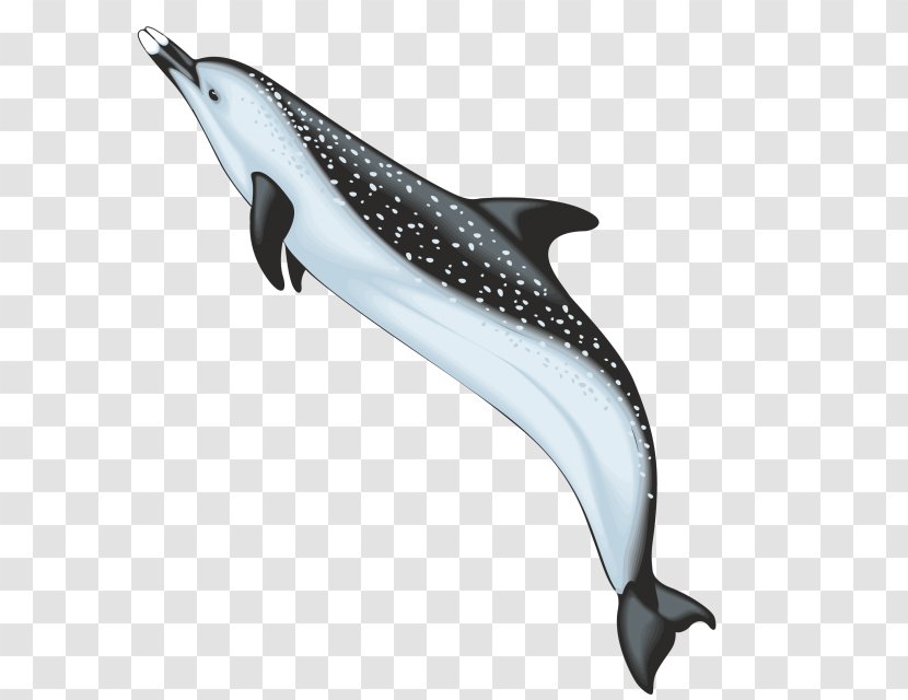 Dolphin Drawing Photography Clip Art - Painting Transparent PNG