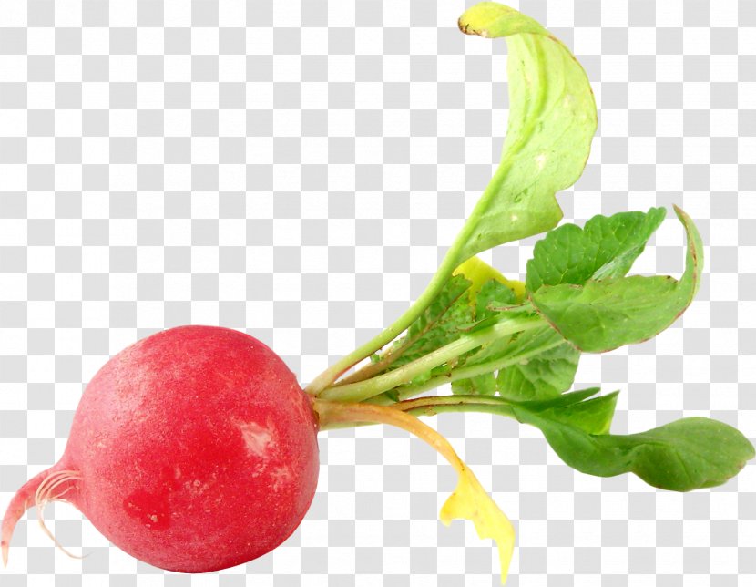 Radish Transparency Vegetable Food Turnip - Beetroot - Beet Flower Transparent PNG