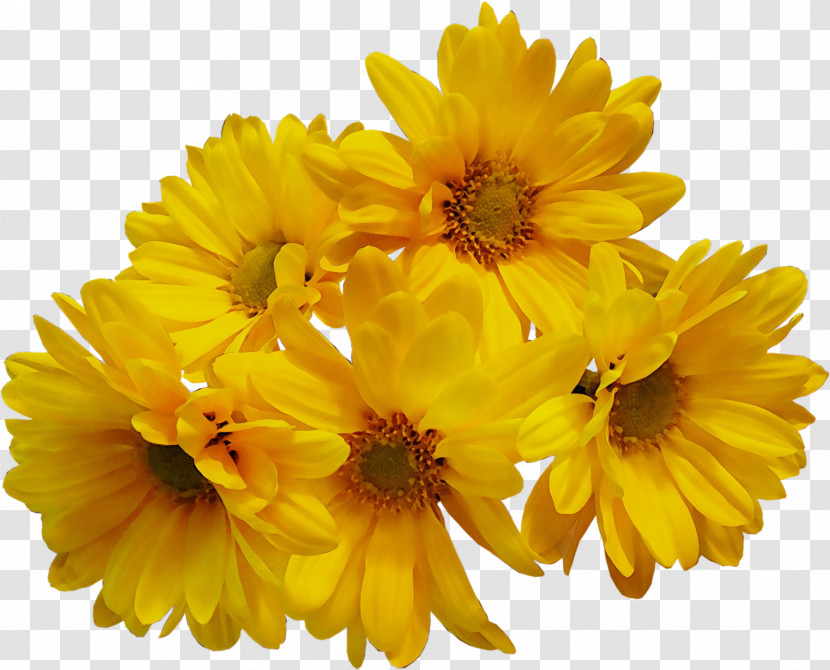 Floral Design Transparent PNG