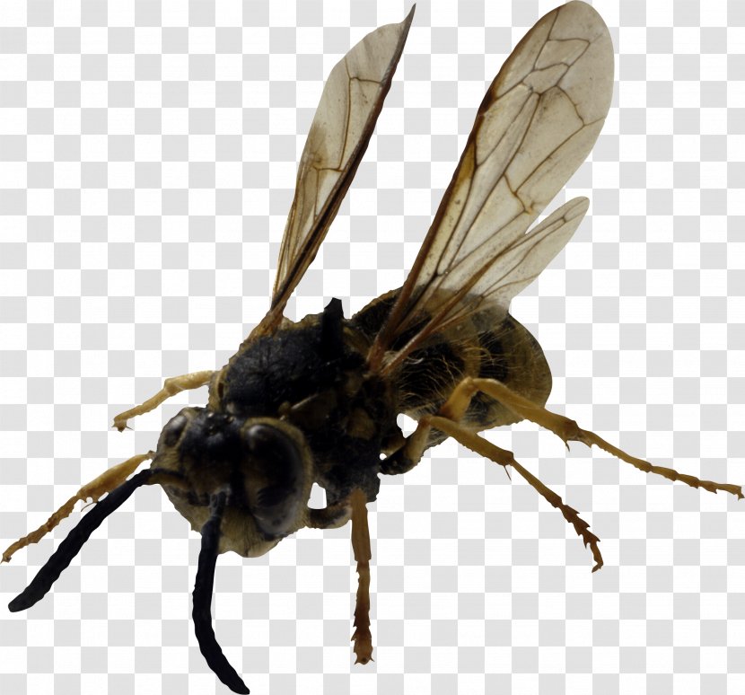 Western Honey Bee Insect Hornet Wasp - Invertebrate - Image Transparent PNG