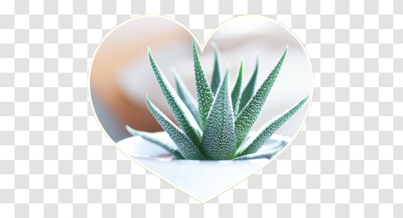 Aloe Vera Cactaceae Succulent Plant Houseplant - Garden Transparent PNG