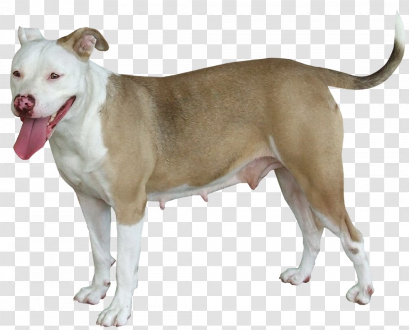 American Pit Bull Terrier And Staffordshire Old English Dog Breed - Snout - Non Sporting Group Transparent PNG