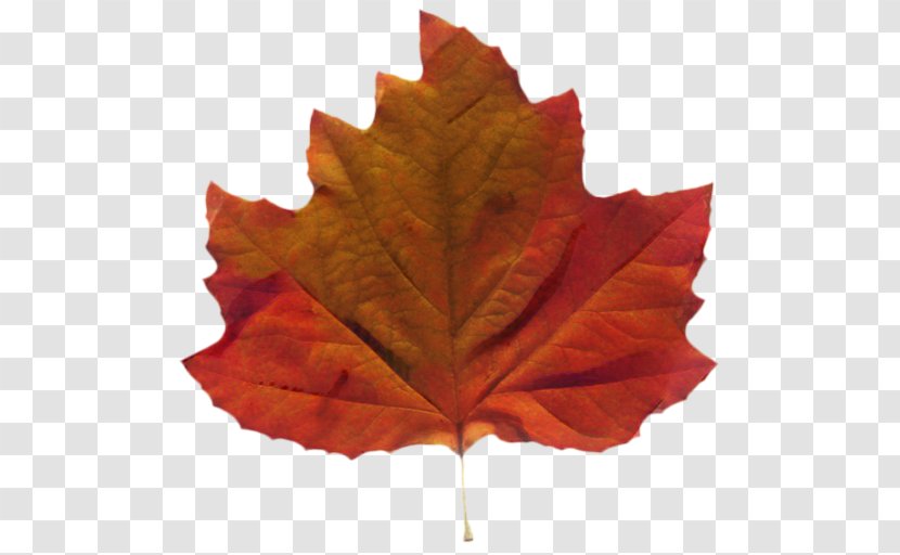Red Maple Tree - Soapberry Family Sweet Gum Transparent PNG