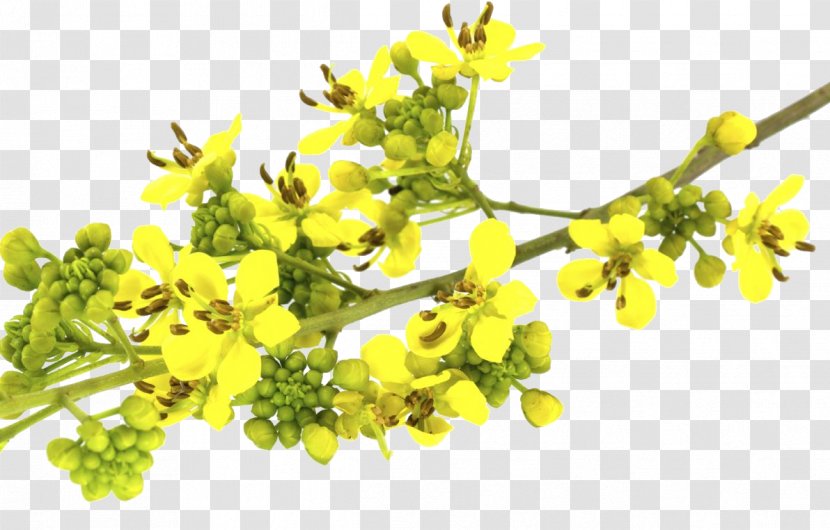 Senna Siamea Herb Golden Shower Tree Food Leaf - Health Transparent PNG