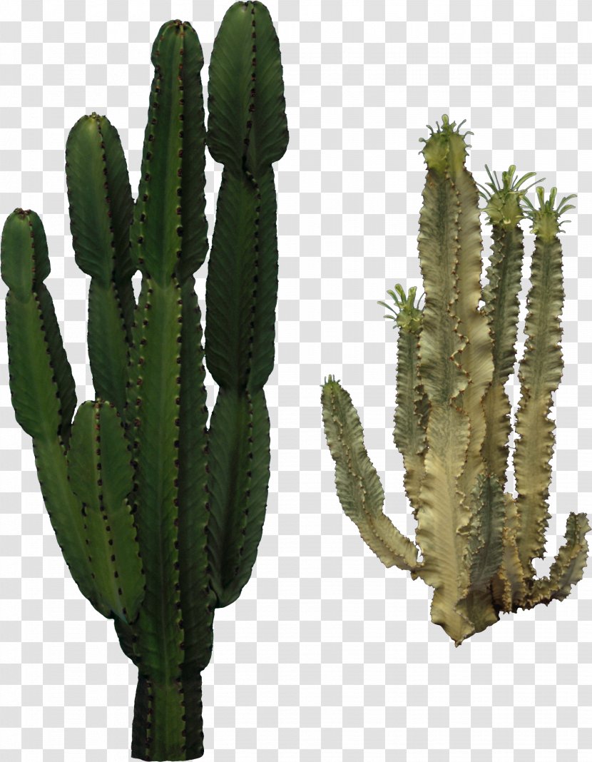 Cactaceae Clip Art - Echinopsis Oxygona - Cactus Transparent PNG