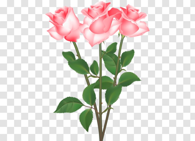 Garden Roses Cabbage Rose Floribunda Clip Art - Petal - Flowering Plant Transparent PNG