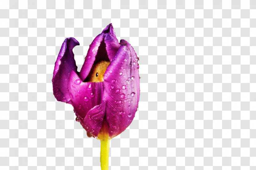 Plant Stem Tulip Lilies Petal Lilac M Transparent PNG