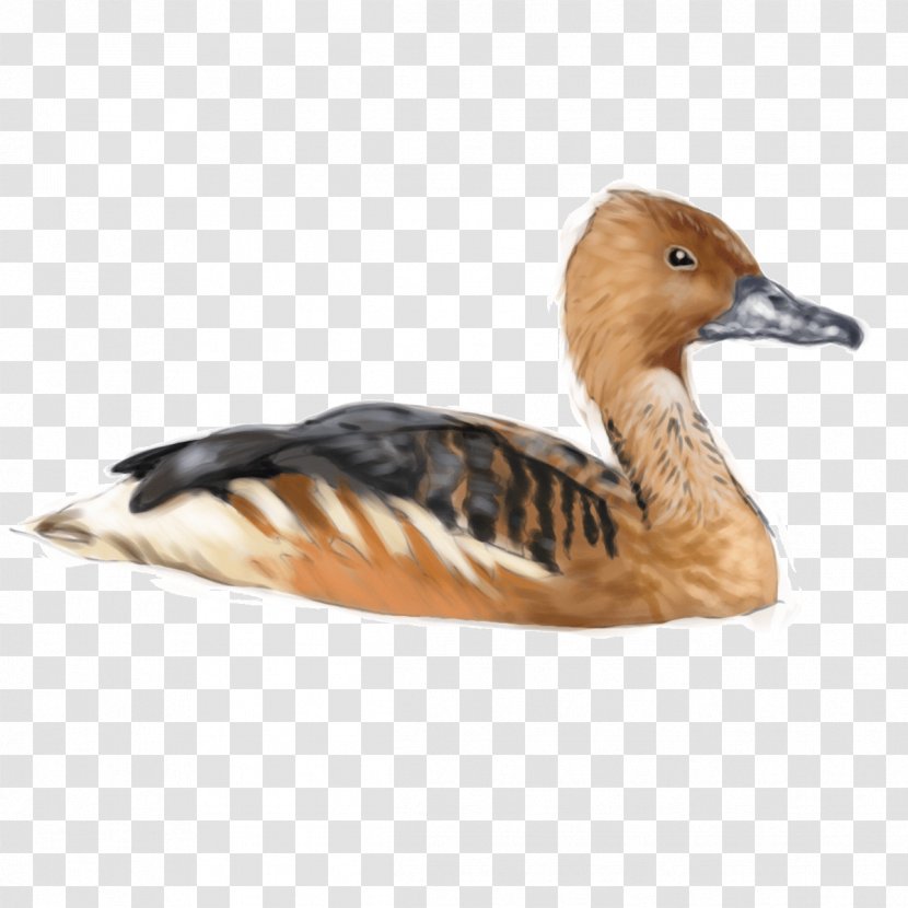 Fulvous Whistling Duck Goose Bird - Bufflehead Transparent PNG