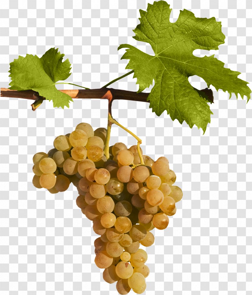 Sultana Grape Leaves Seedless Fruit Grapevines - Poster - Orange Grapes Transparent PNG