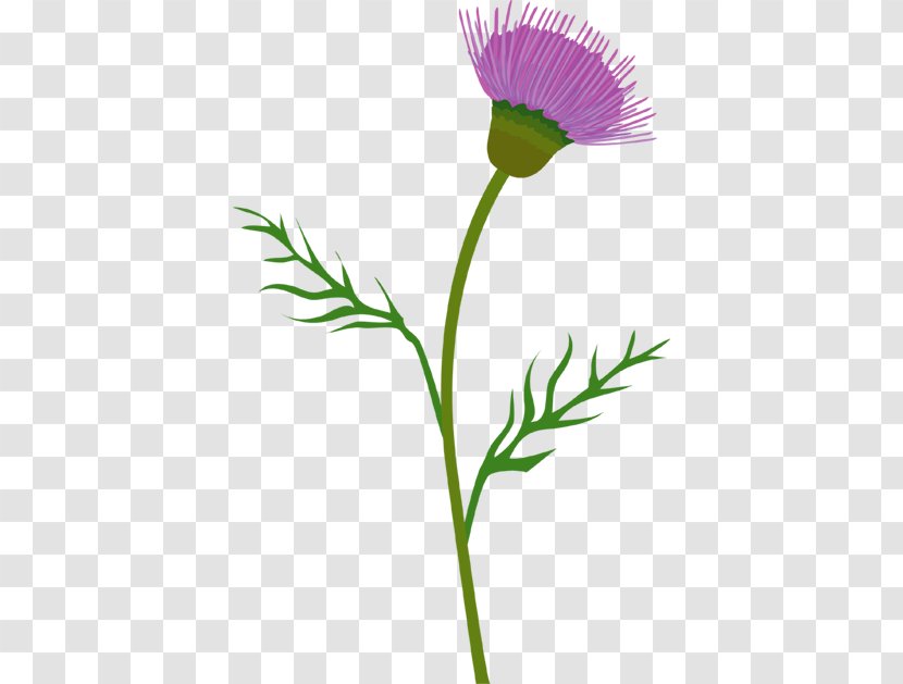 Milk Thistle Cirsium Vulgare Clip Art - Flora Transparent PNG