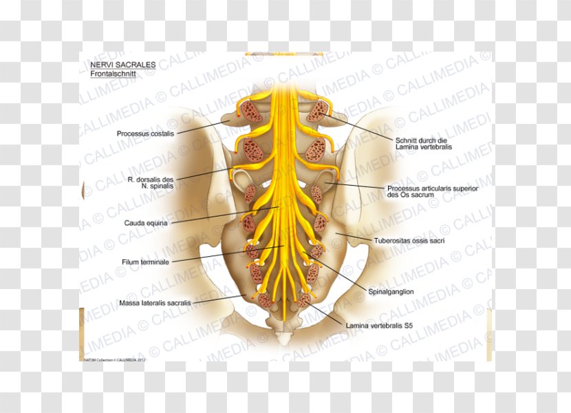 Sacral Nerves Sacrum Anatomy Nervous System - Tree Transparent PNG