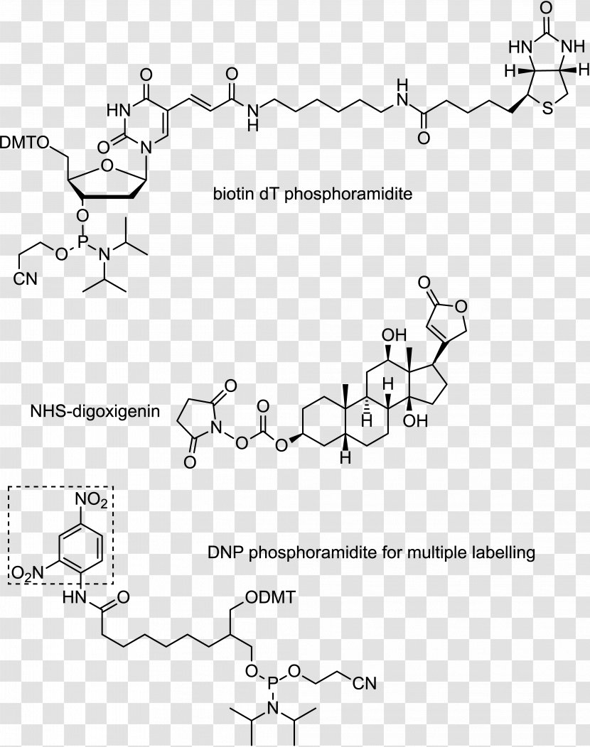 Oligonucleotide Digoxigenin DNA RNA Massive Parallel Sequencing - Biotinylation - White Transparent PNG