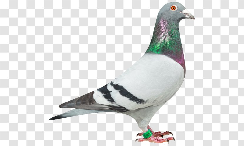 Racing Homer Homing Pigeon Columbidae Stock Dove .de - Animal - Photography Transparent PNG