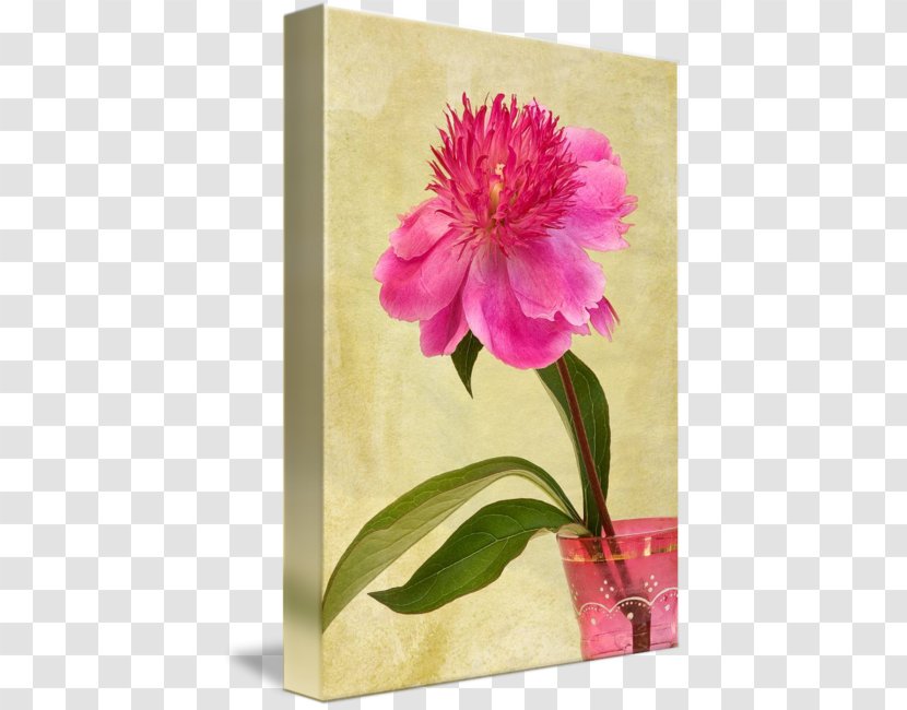 Peony Still Life Photography Floral Design - Plant - In Vase Transparent PNG