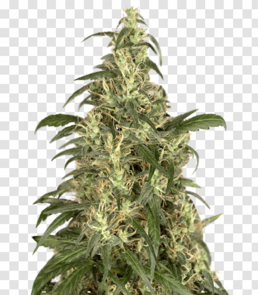 Cannabis Cup Skunk Haze Seed - Hemp Transparent PNG