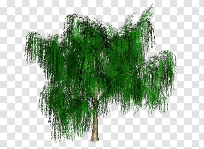 Branch Tree Ostrich Fern Vascular Plant Transparent PNG