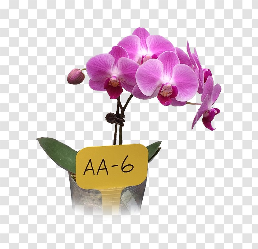 Moth Orchids Business Cut Flowers Trading Company - Flower Transparent PNG
